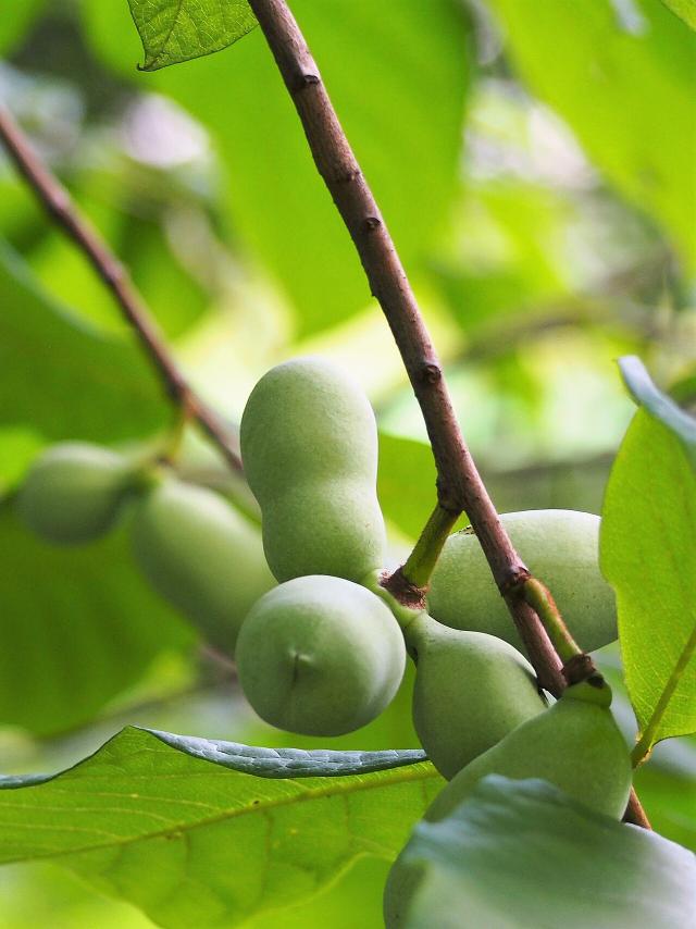 Asiminier (Asimina triloba) : plantation, entretien et récolte