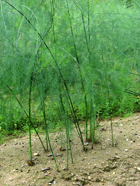 Asperge (Asparagus officinalis) : plantation, entretien et recolte