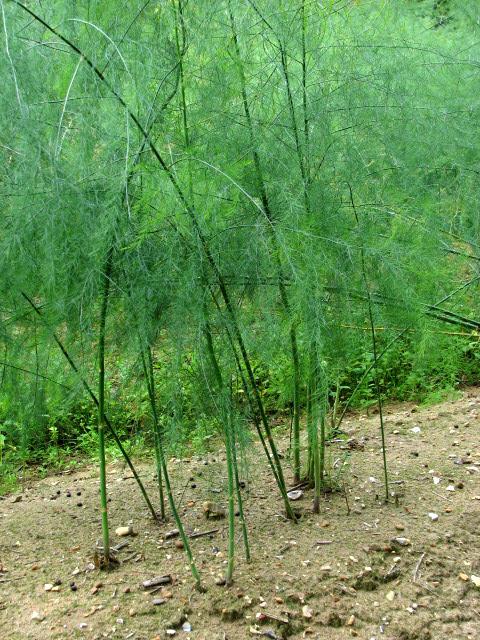 Asperge