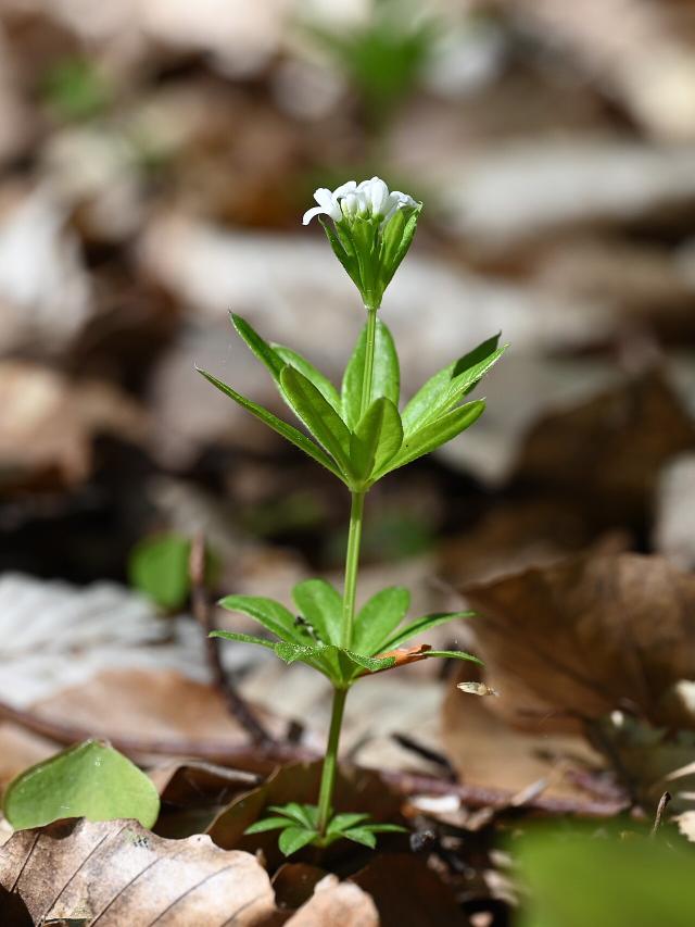 Aspérule odorante (Galium odoratum) : plantation, entretien et couvre-sol d'ombre