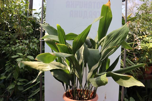 Aspidistra (aspidistre) : entretien, arrosage et culture en interieur
