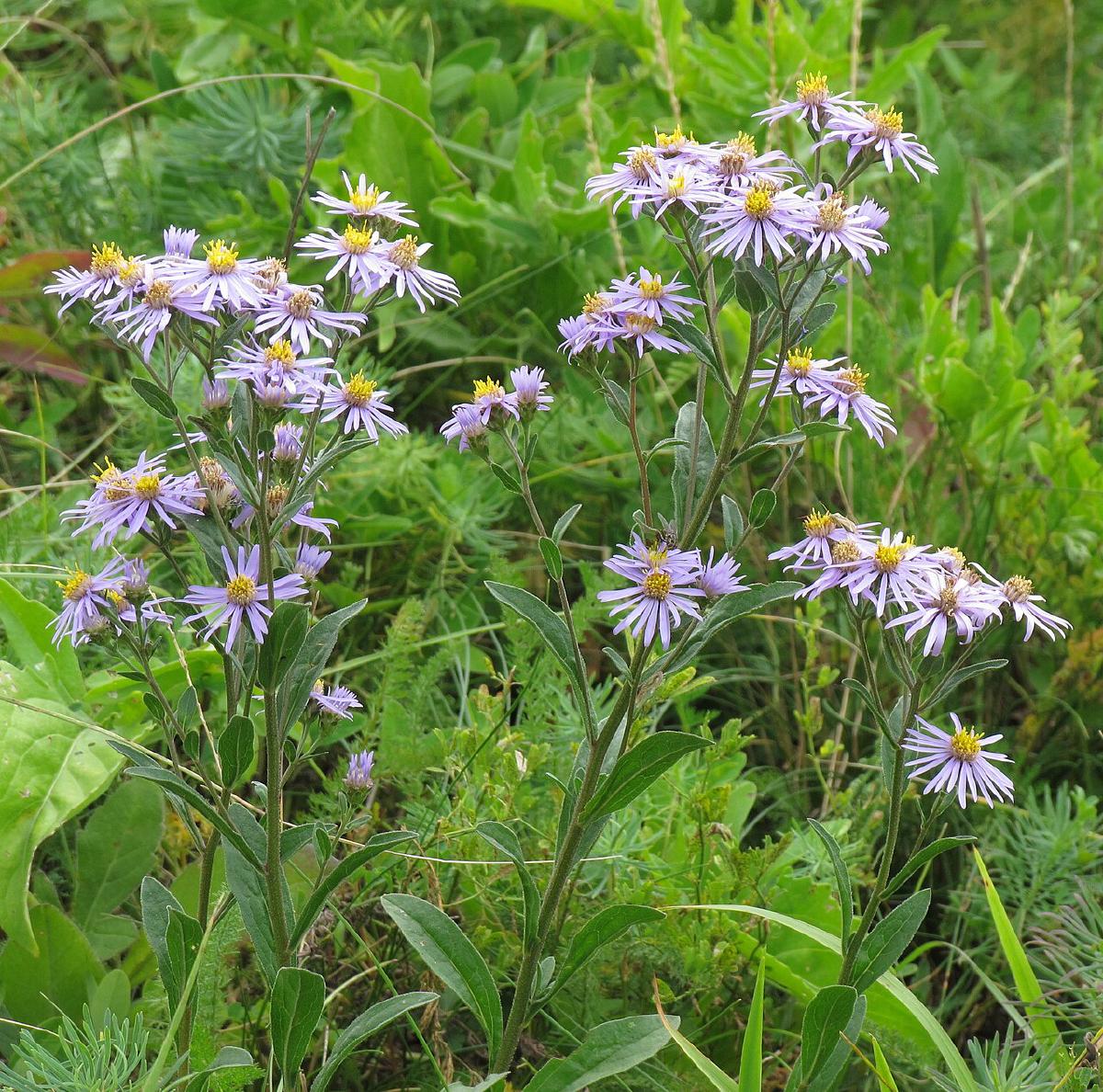Aster d'automne