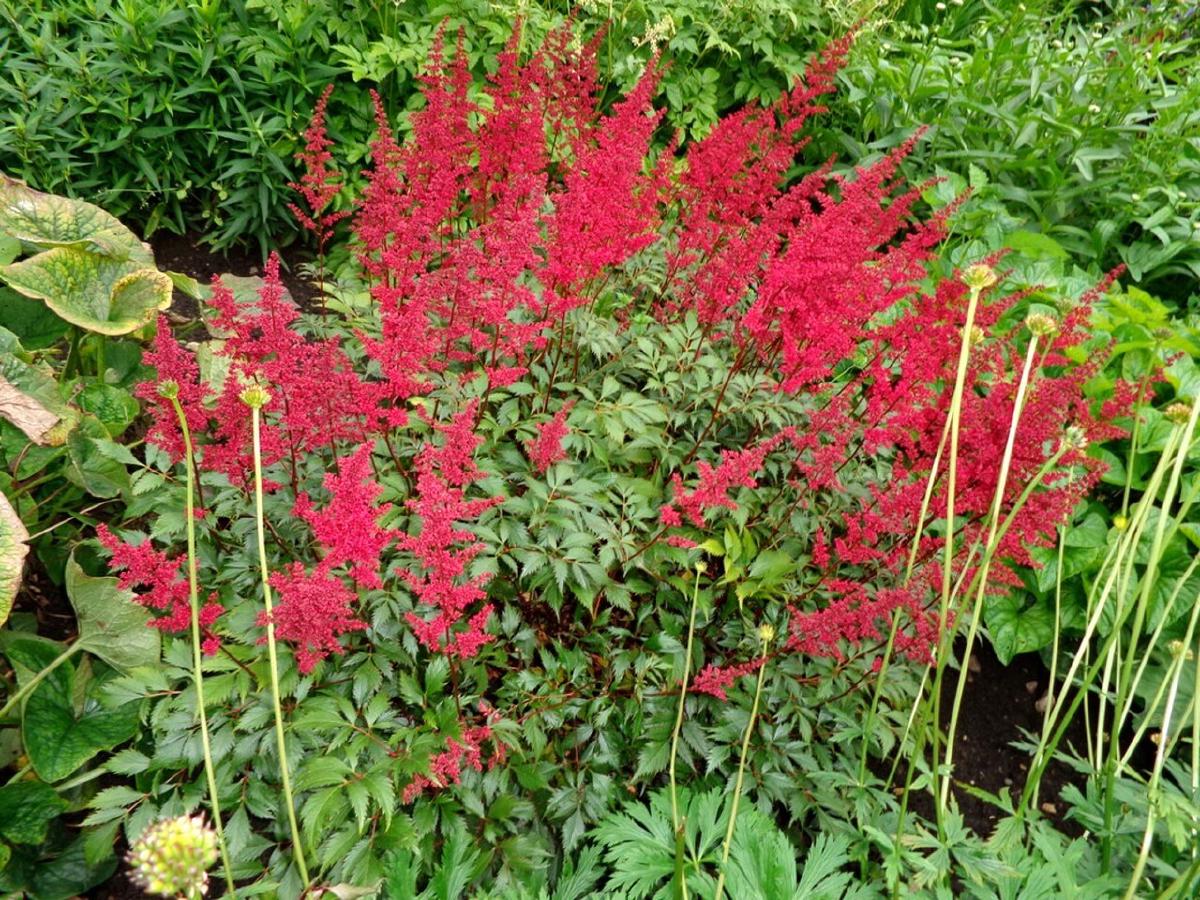 Astilbe