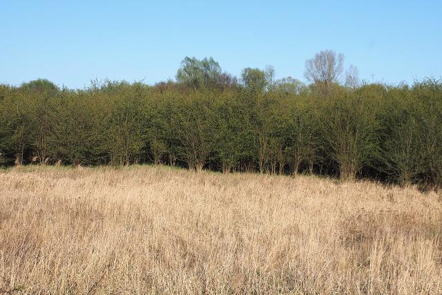 Aubepine (Crataegus monogyna) : plantation, taille et entretien