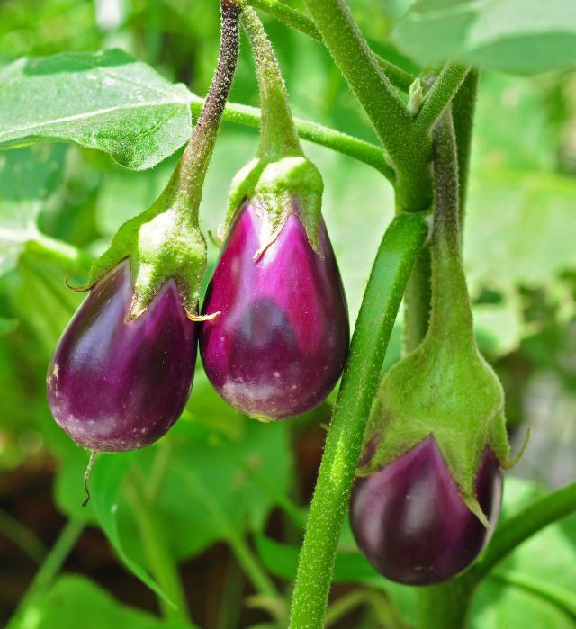 Aubergine (Solanum melongena) : semis, plantation et culture