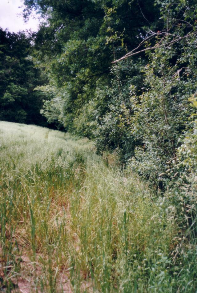 Avoine : engrais vert de couverture pour le potager