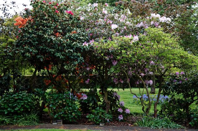 Azalée : plantation, taille, arrosage et entretien