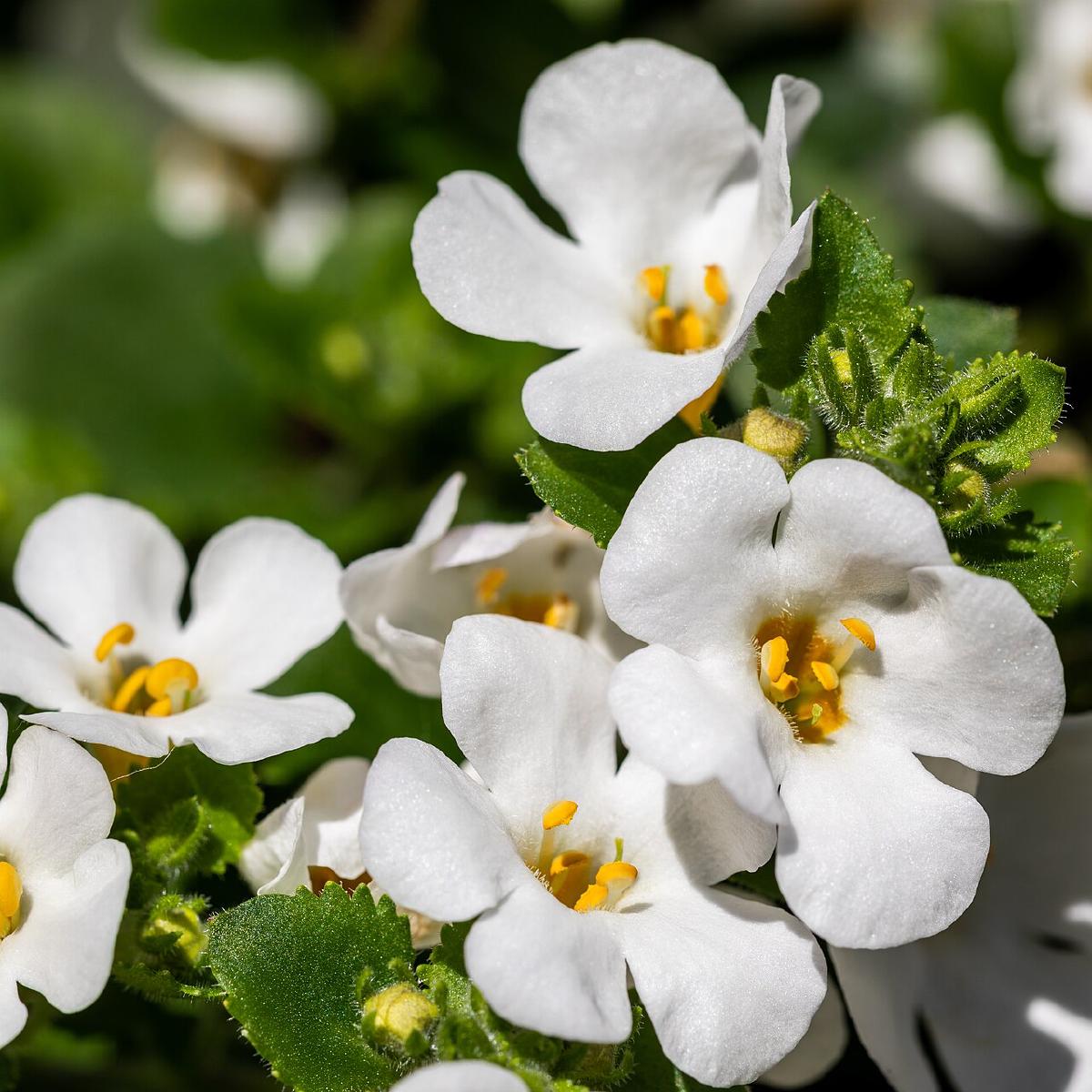 Bacopa
