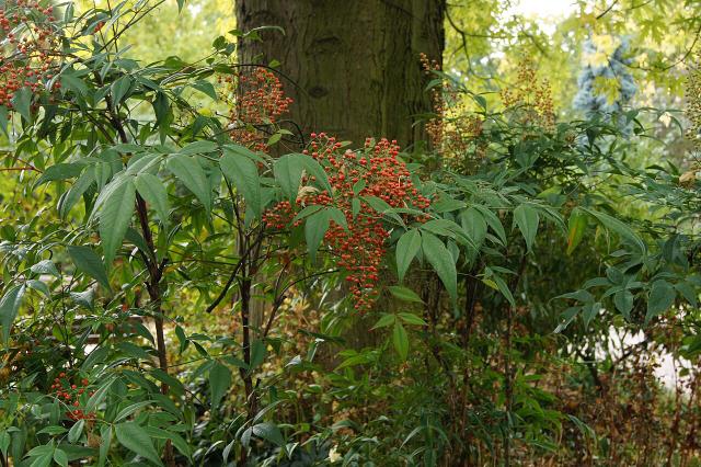 Bambou sacré (Nandina domestica) : plantation, taille et entretien