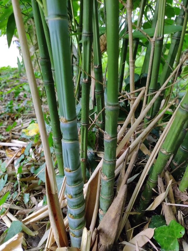Bambou (Phyllostachys aurea) : plantation, barrière anti-rhizome et entretien