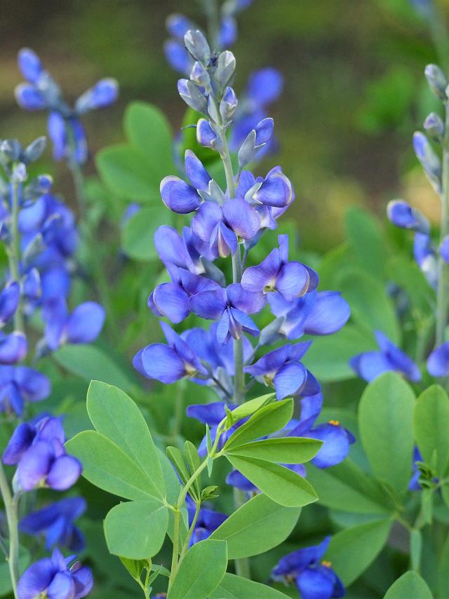 Baptisia (Baptisia australis) : plantation, entretien et taille