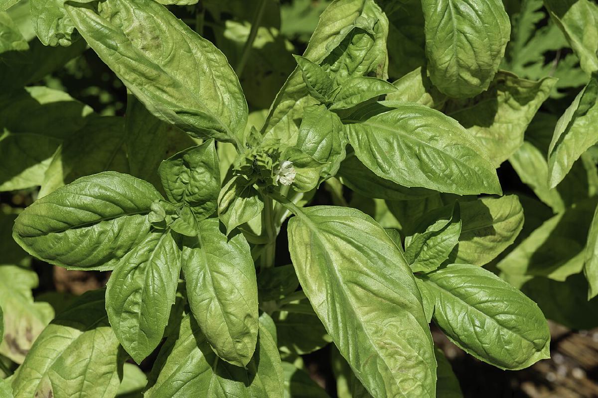 Basilic