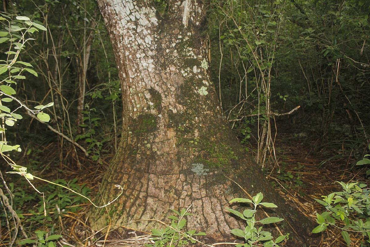 Beaucarnea