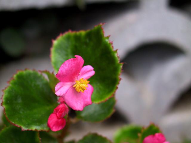 Bégonia (Begonia × semperflorens-cultorum) : plantation, arrosage et entretien