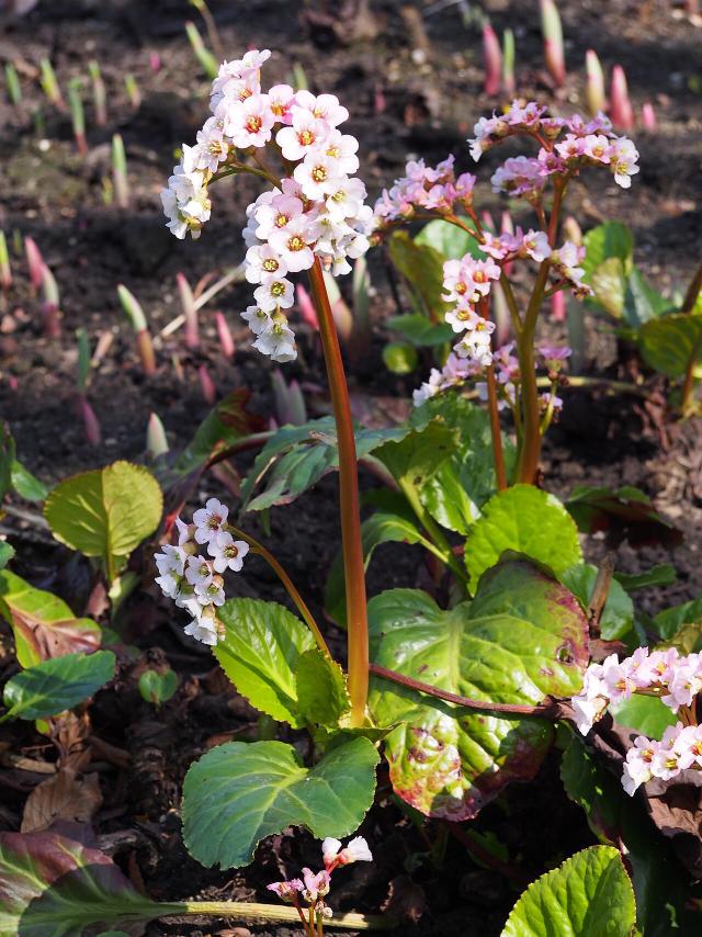 Bergénia (Bergenia) : plantation, entretien et floraison