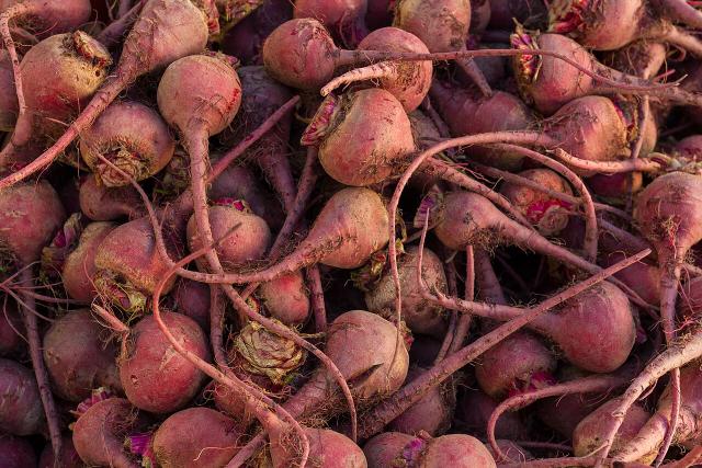 Betterave (Beta vulgaris) : semis, culture, récolte et conservation