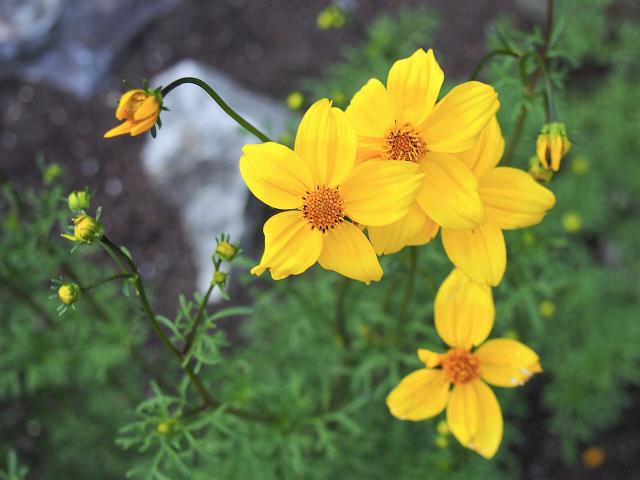 Bidens : plantation, floraison et entretien en pot ou massif