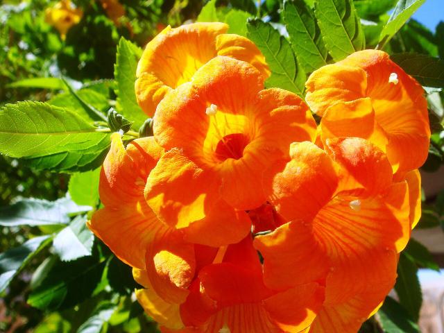 Bignone (Campsis radicans) : plantation, taille et entretien
