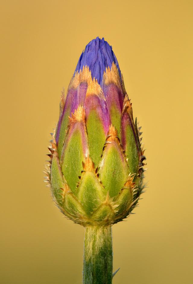 Bleuet des champs (Centaurea cyanus) : semis, floraison et entretien