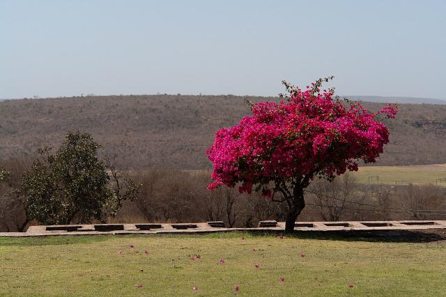 Bougainvillier (Bougainvillea) : plantation, taille et entretien