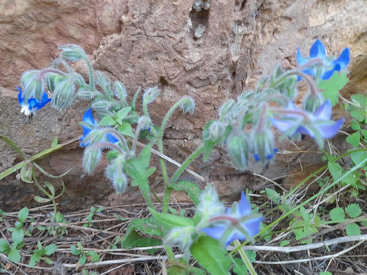 Bourrache officinale