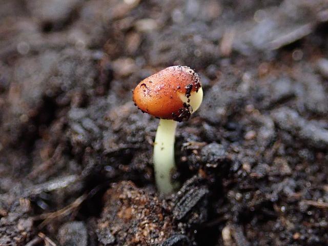 Brocoli (Brassica oleracea var. italica) : semis, culture et récolte