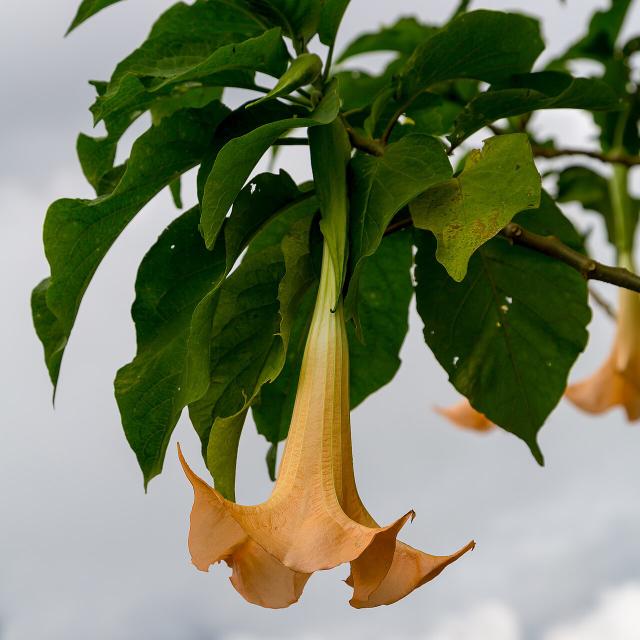 Brugmansia (trompette des anges) : plantation, entretien et hivernage