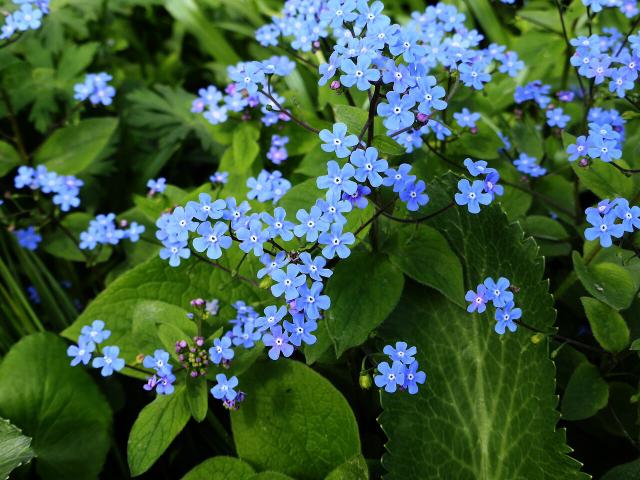 Brunnera (Myosotis du Caucase) : plantation, entretien et culture à mi-ombre