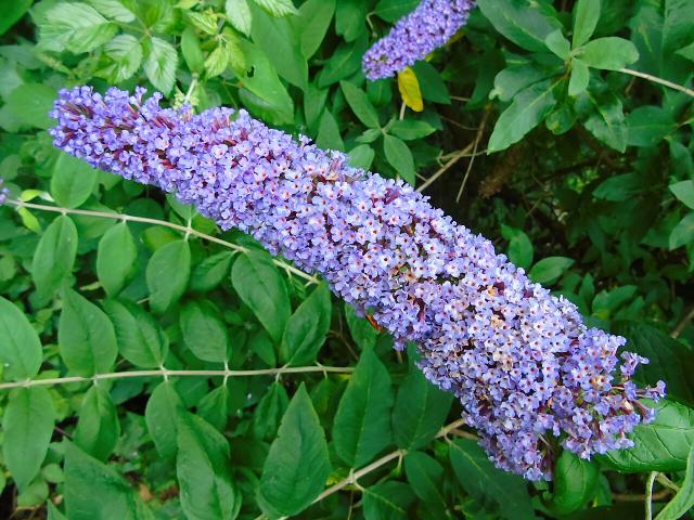 Buddleia (Buddleja davidii) : plantation, taille et entretien