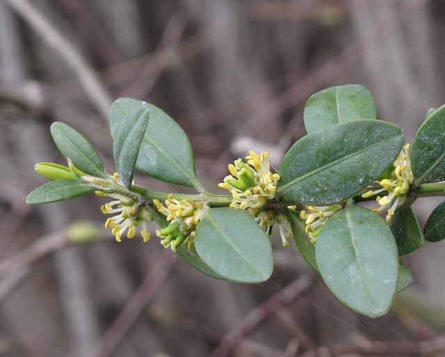 Buis (Buxus sempervirens) : plantation, taille et entretien