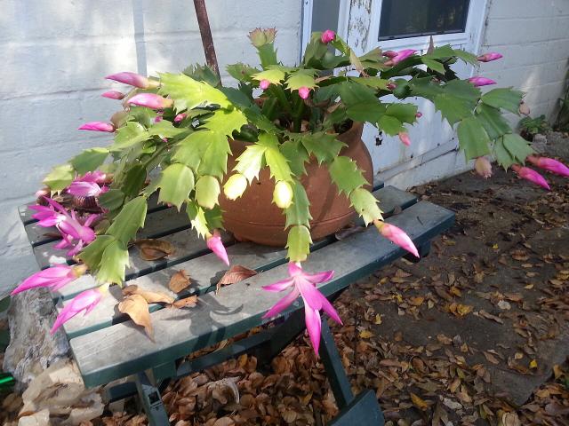 Cactus de Noël (Schlumbergera) : entretien, arrosage et refleuraison