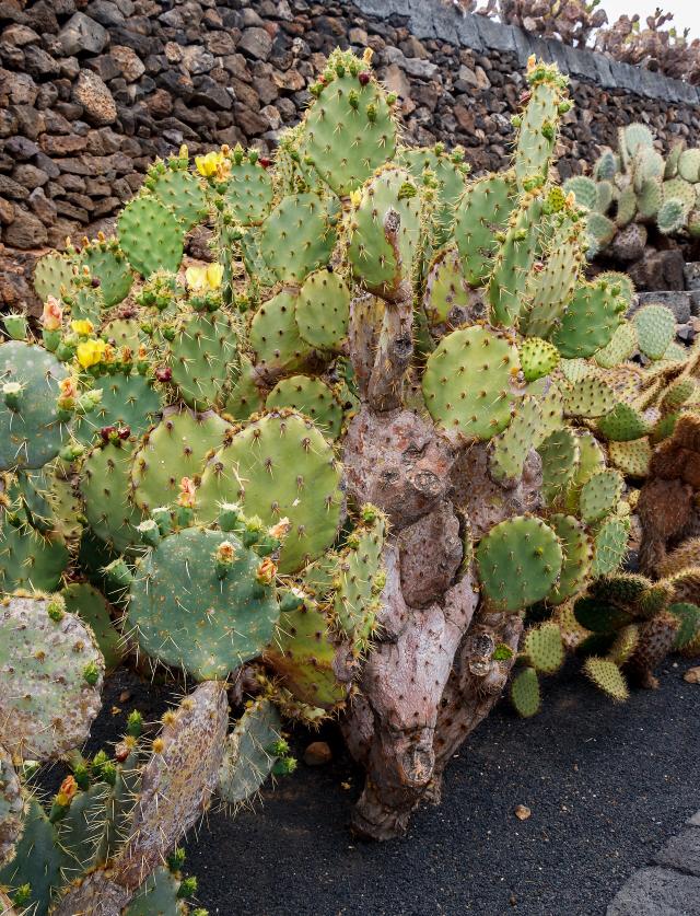 Cactus (Cactaceae) : culture, arrosage et entretien sans erreurs