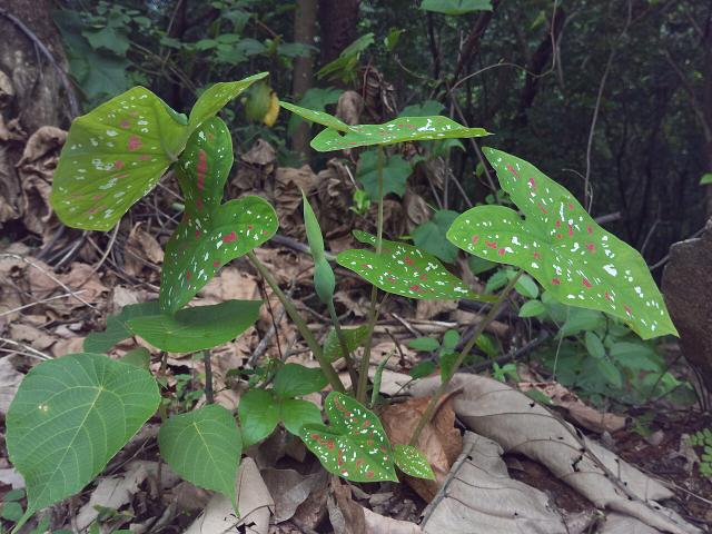 Caladium : plantation, entretien et hivernage en France