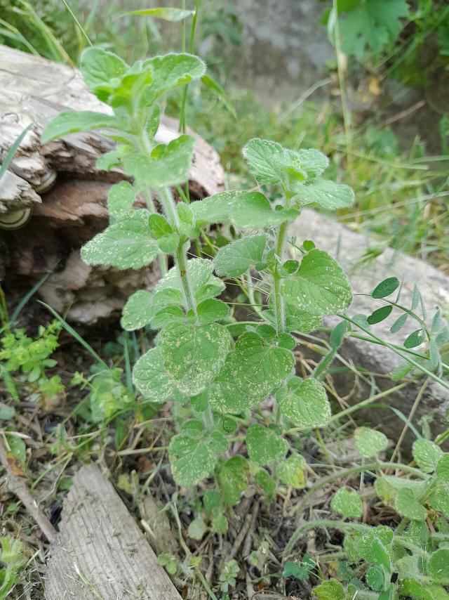 Calament (Clinopodium nepeta) : plantation, entretien et taille