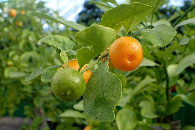 Calamondin (Citrus × microcarpa) : plantation, culture en pot et entretien