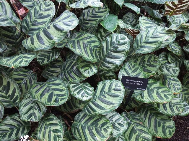Calathea makoyana : entretien, arrosage et humidite en interieur