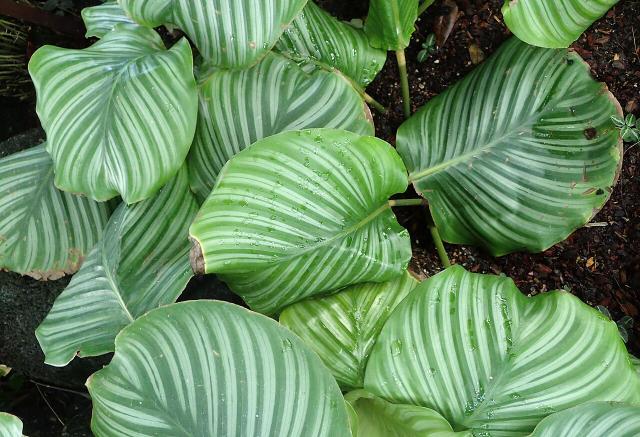 Calathea orbifolia : entretien, arrosage et humidite en interieur