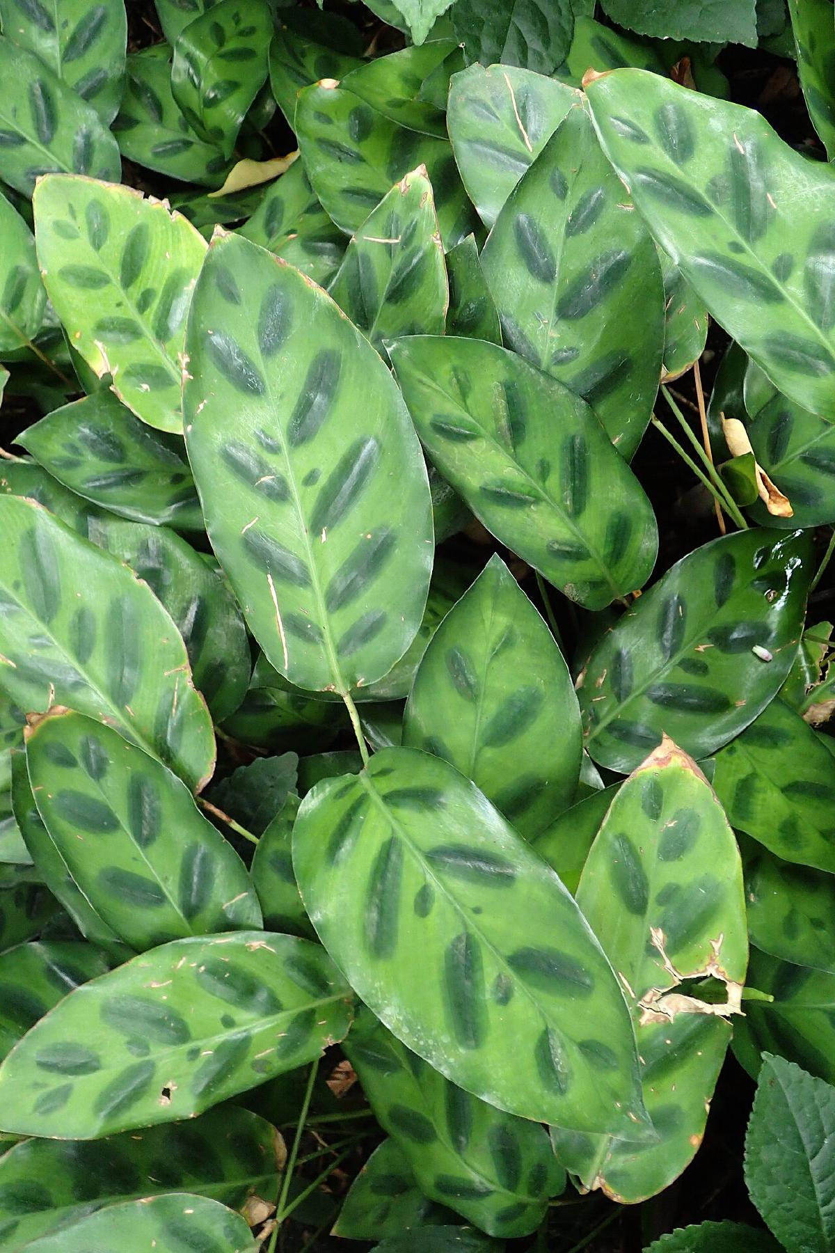 Calathea