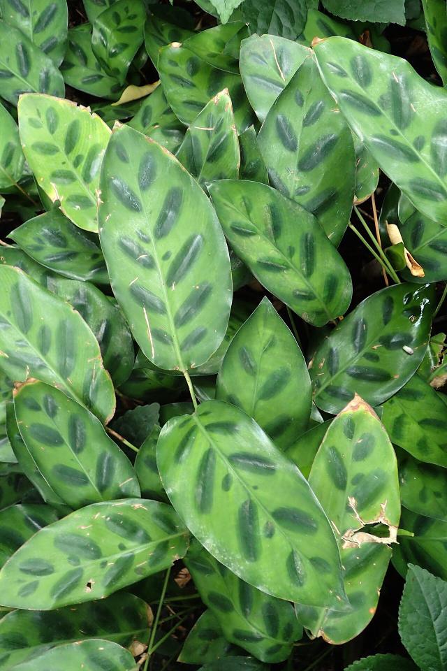 Calathea : entretien, arrosage et culture en interieur