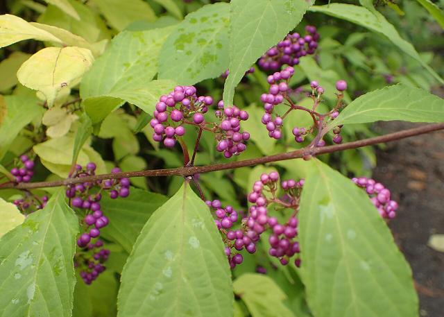 Callicarpa (Callicarpa bodinieri) : plantation, taille et entretien