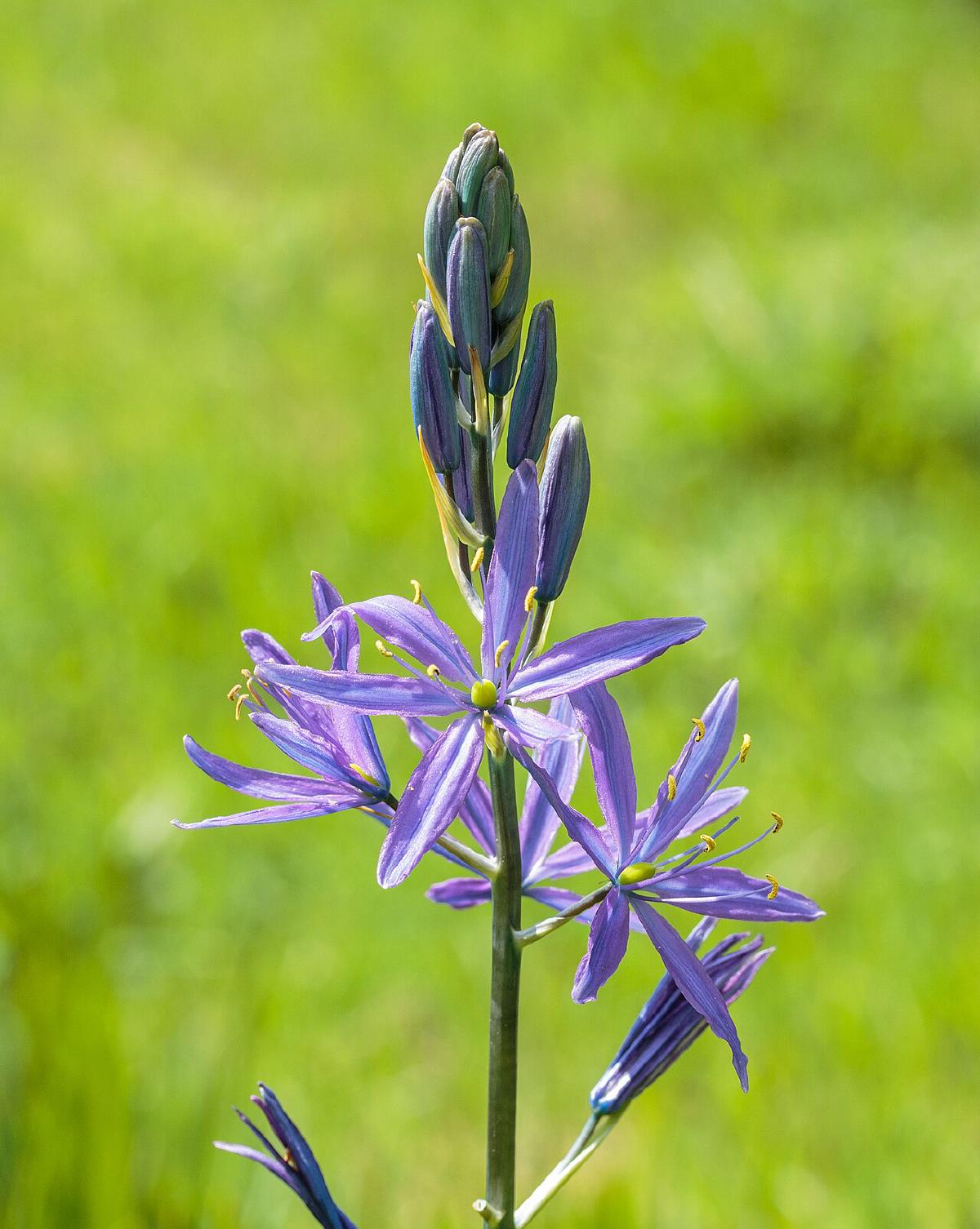 Camassia