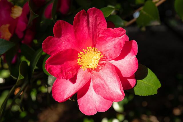 Camélia sasanqua (camélia d'automne) : plantation, entretien et floraison