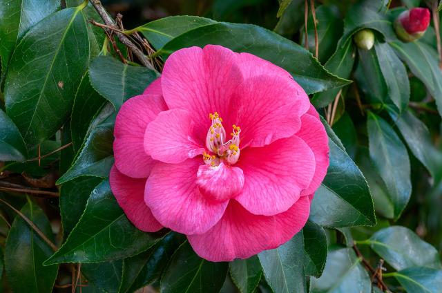 Camélia (Camellia japonica) : plantation, arrosage et entretien