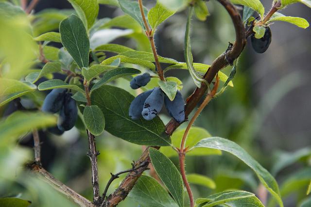 Camerisier (Lonicera caerulea) : plantation, entretien et récolte