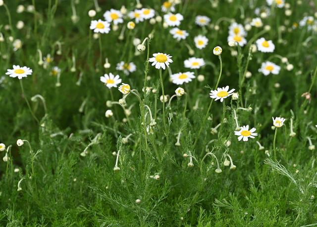 Camomille romaine (Chamaemelum nobile) : culture, entretien et usages au jardin