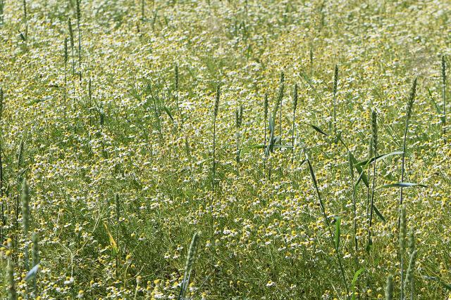 Camomille allemande (Matricaria chamomilla) : semis, culture et récolte