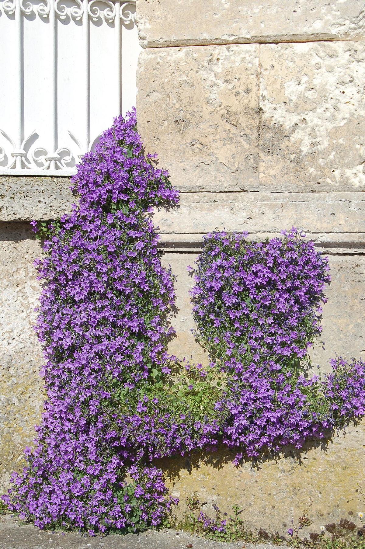 Campanule des murs