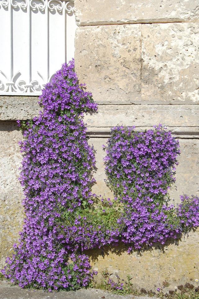 Campanule (Campanula portenschlagiana) : plantation, floraison et entretien