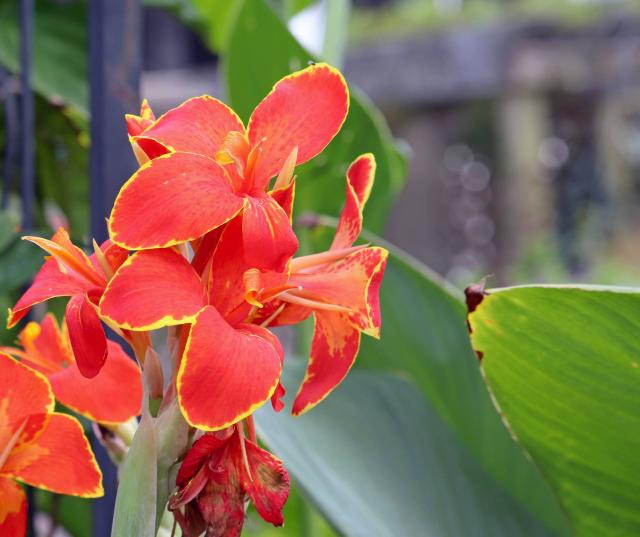 Canna (Canna × generalis) : plantation, entretien et hivernage