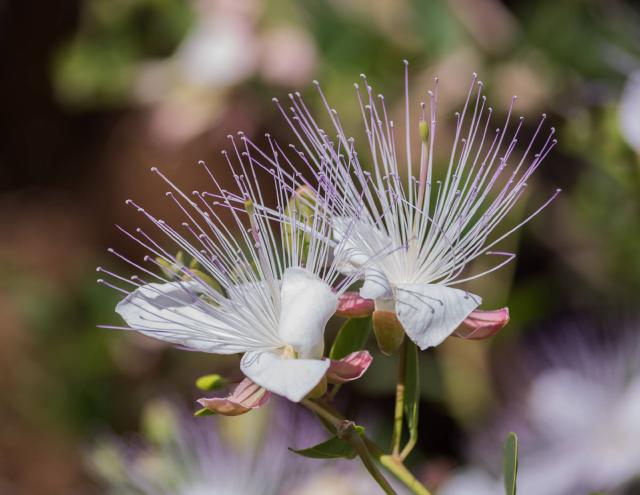 Caprier (Capparis spinosa) : plantation, entretien et récolte des câpres